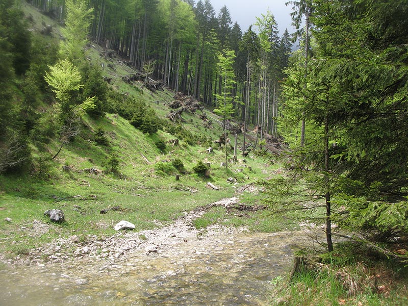 Wald, Land, Fluss